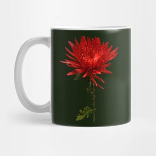 Red Spider Mum Mug